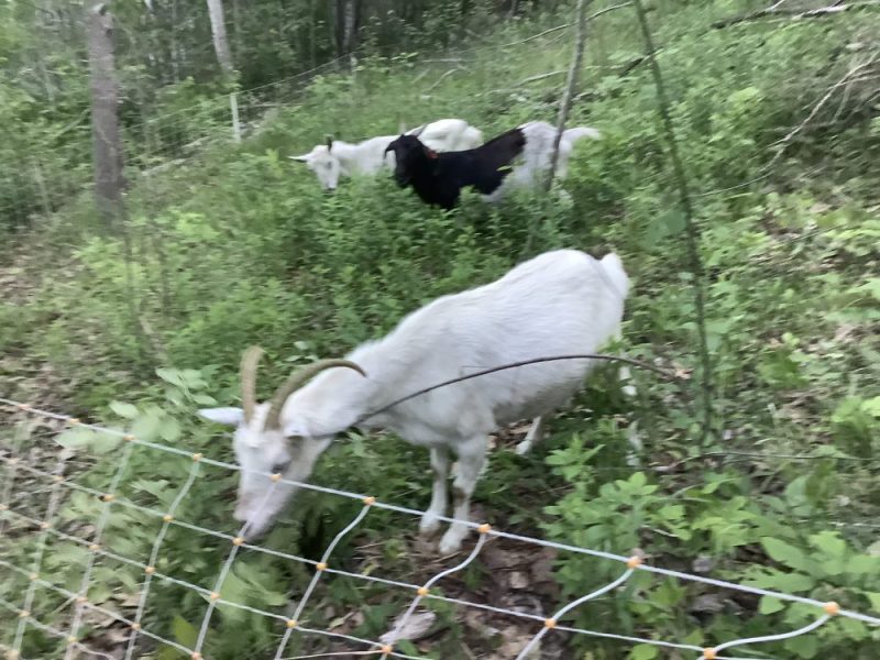 Goats on New Pasture