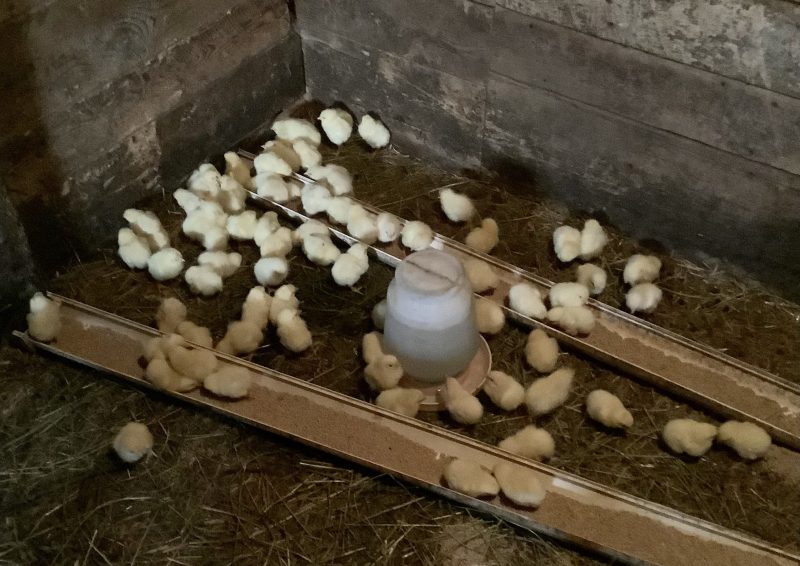 Baby Chicks at Briden Farm