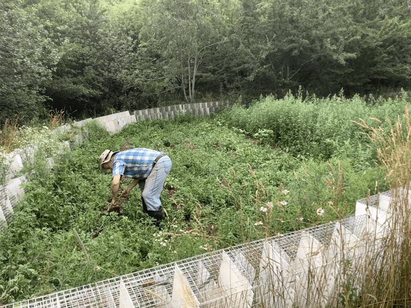 Clearing an overgrown weedy garden