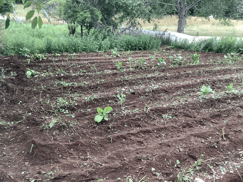 Garden after Weeding and Tilling