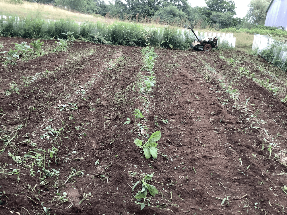 2024 Garden at The Barn Property 