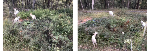 Before and After pruning with Goats