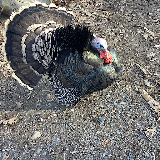 Smokey The Turkey