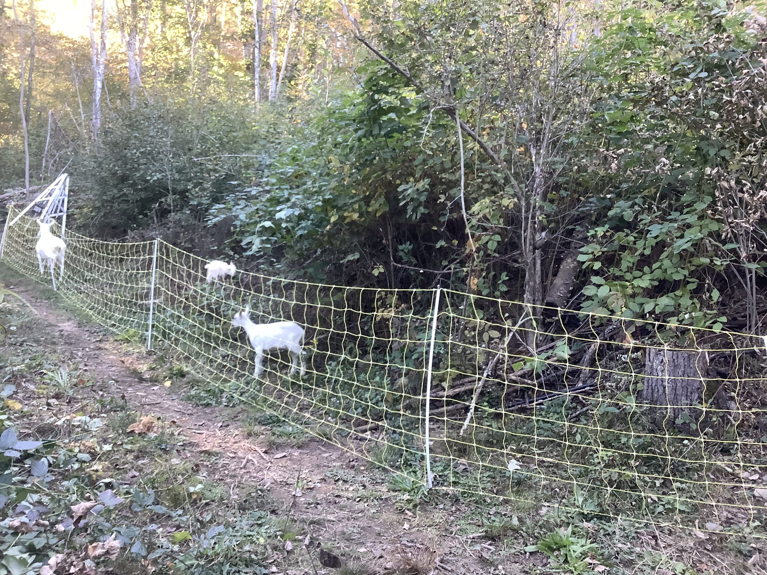 Naturally Clearing Woodlands with Goats