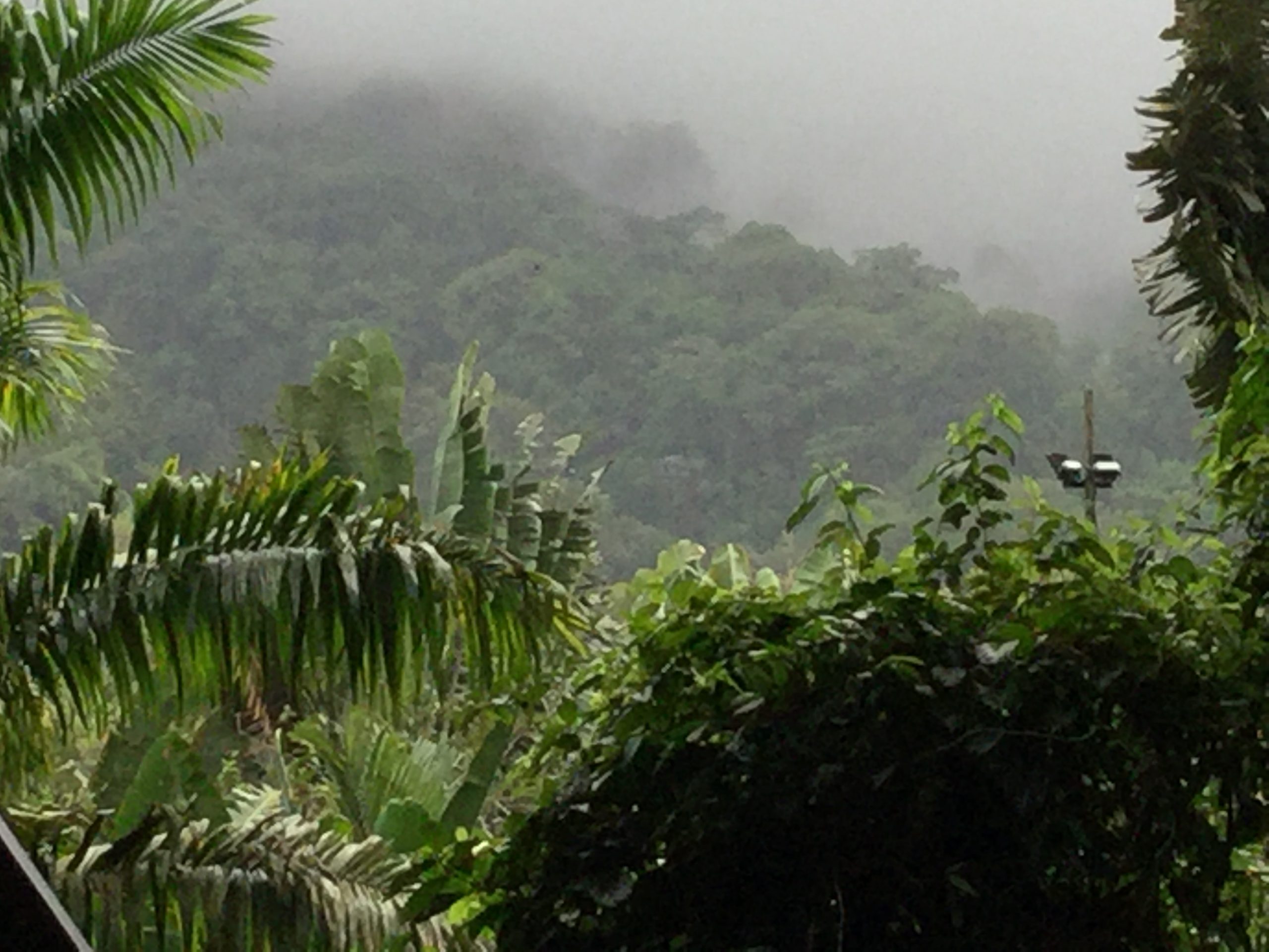 Costa Rican Rainforest beneather the Arsenal Volcano