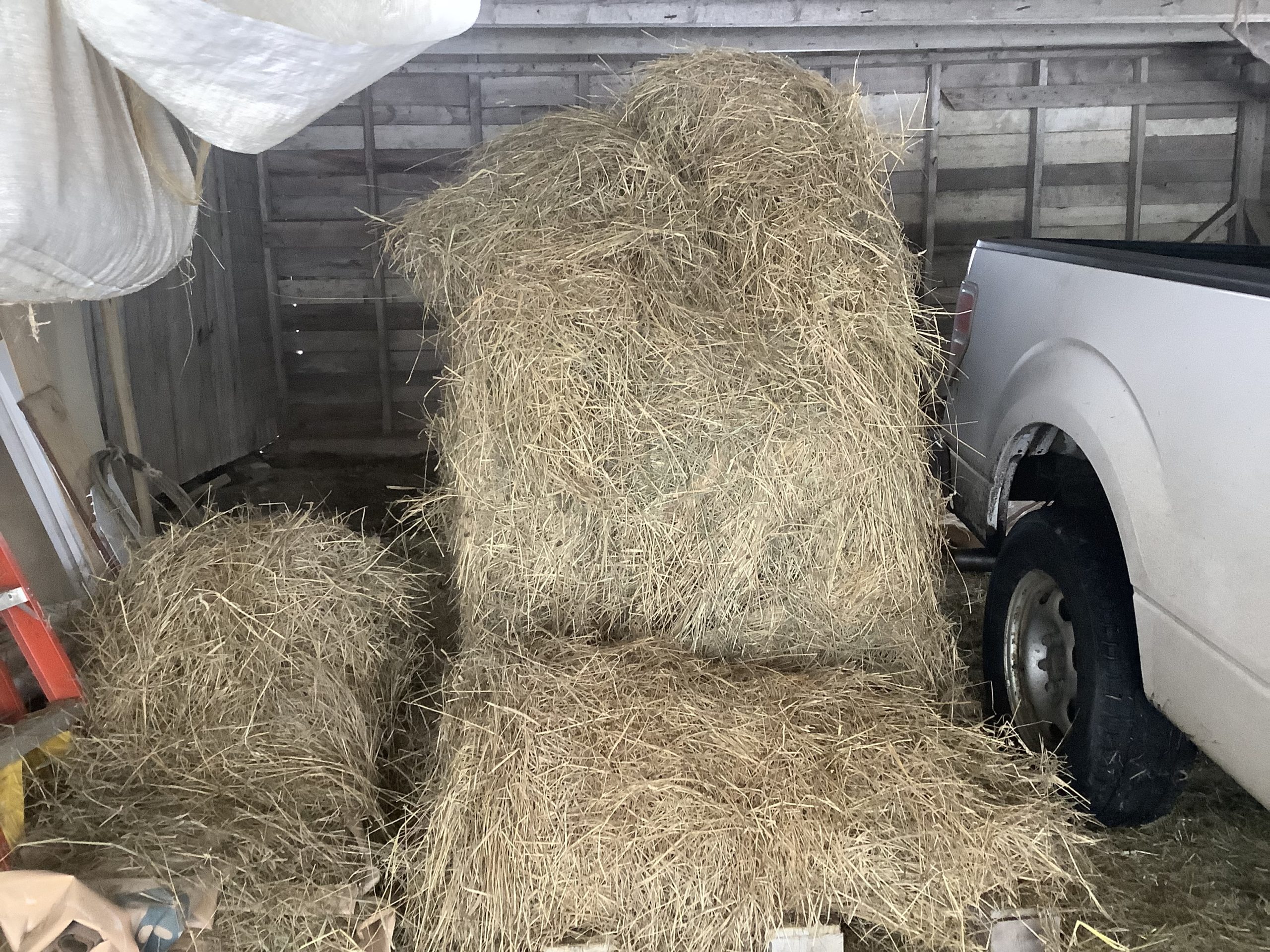 Moving 800 Lb Bales of Hay by Hand at Briden Farm, Bear River, Nova Scotia