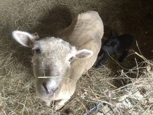 Dolly’s Little Black Ram