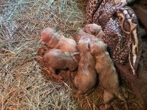 Golden Lab and Little River, Nova Scotia Duck Tolling Retriever Pups