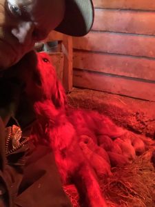 Golden Lab and Little River, Nova Scotia Duck Tolling Retriever Pups With Momma, Maple.
