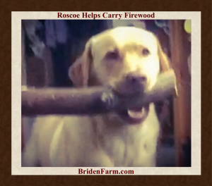 Roscoe, my Boy, is a Golden Labrador Retriever. We call him Golden, cause there’s nothing Yellow about Him! 