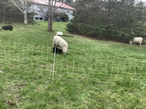 Sheep with lambs on green pastures