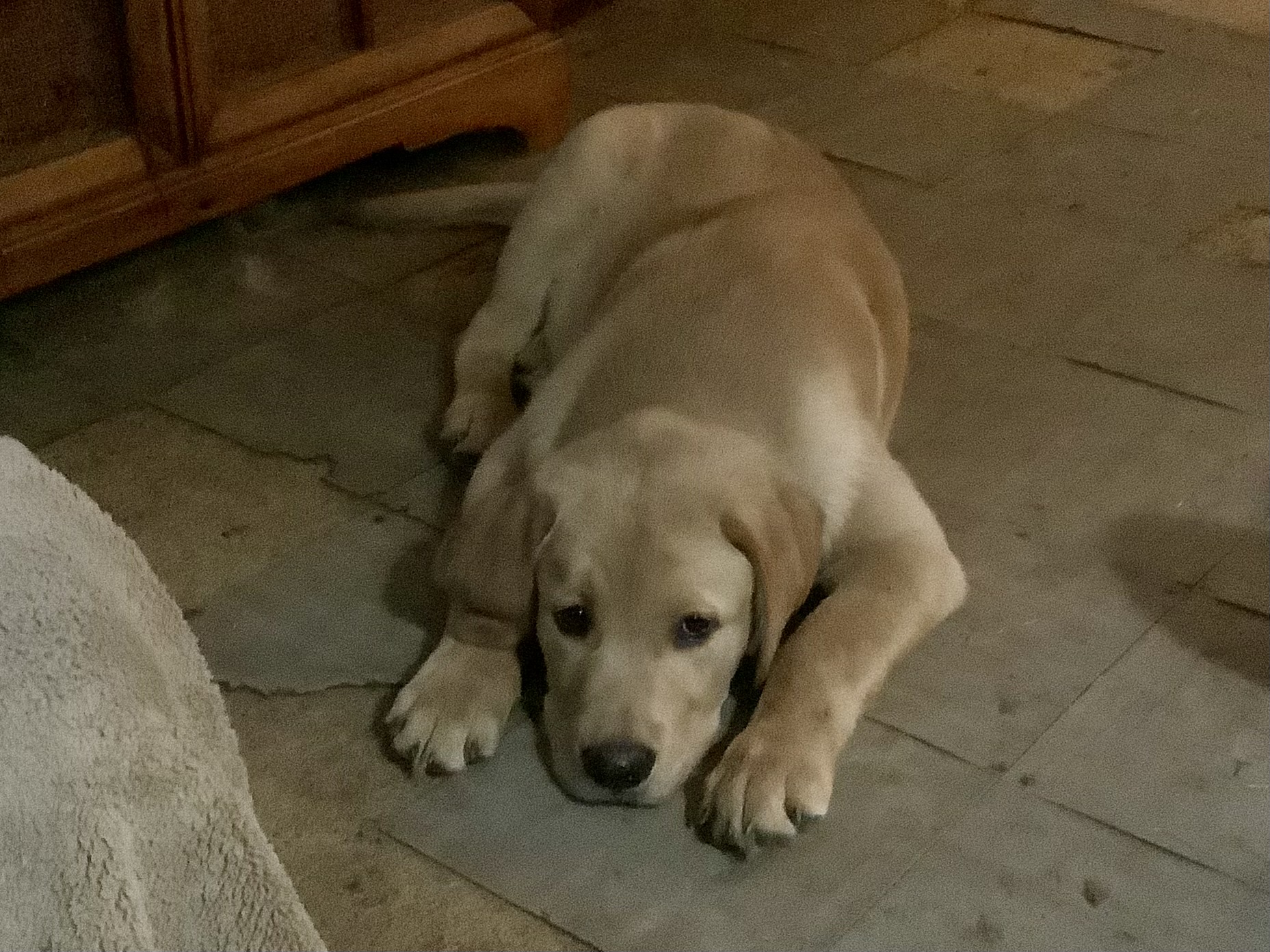 Bear it’s a Ruff Life