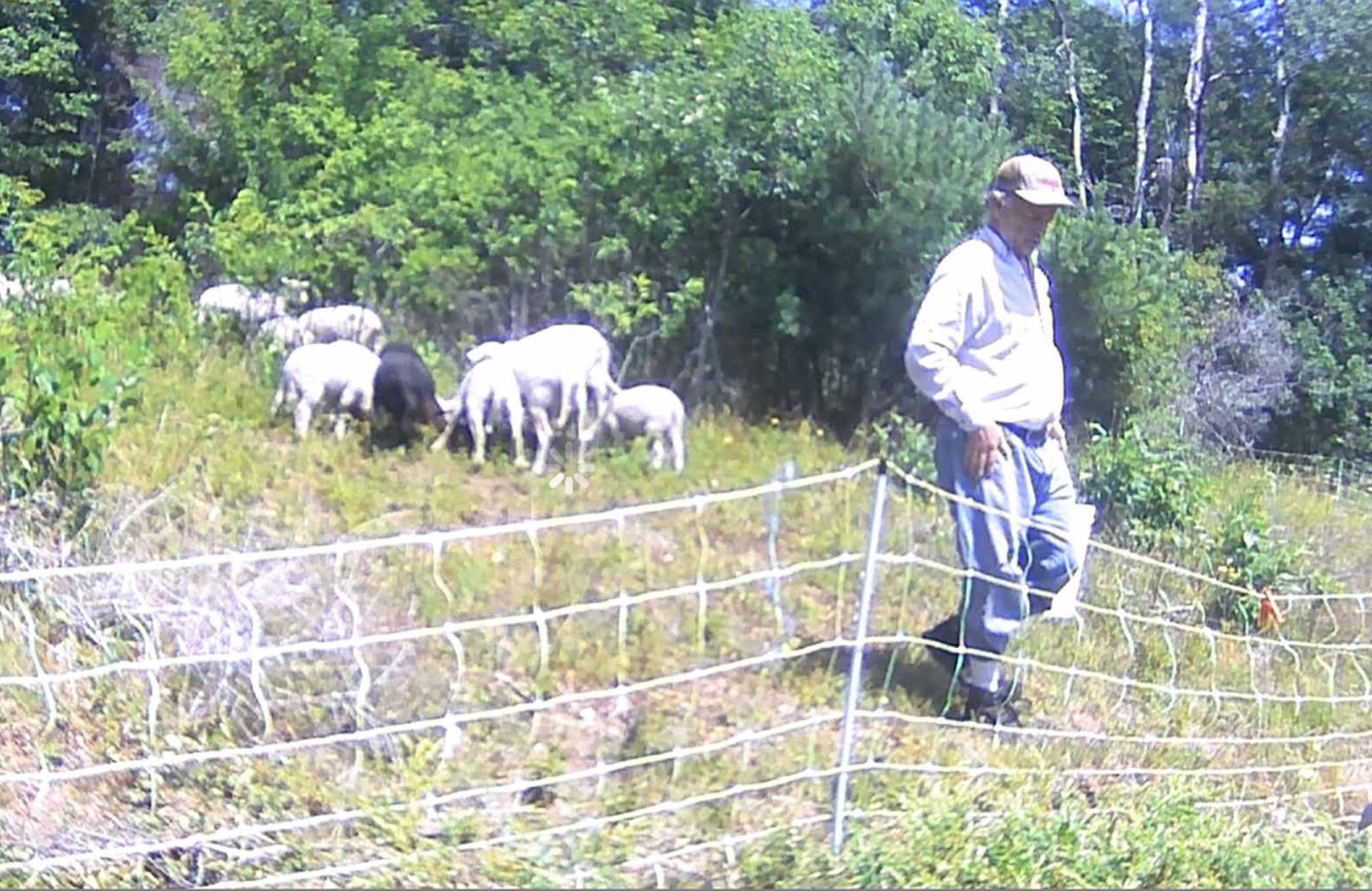 Brian with Sheep