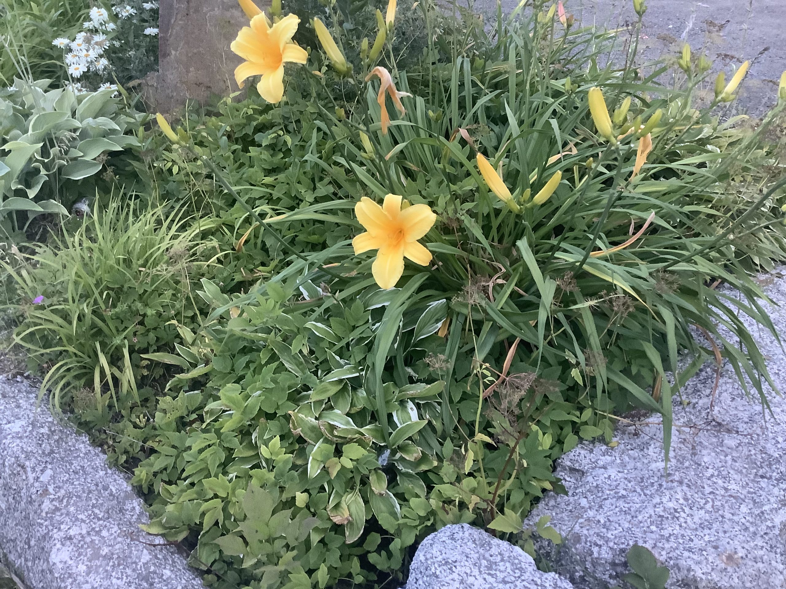 Yellow Lillies