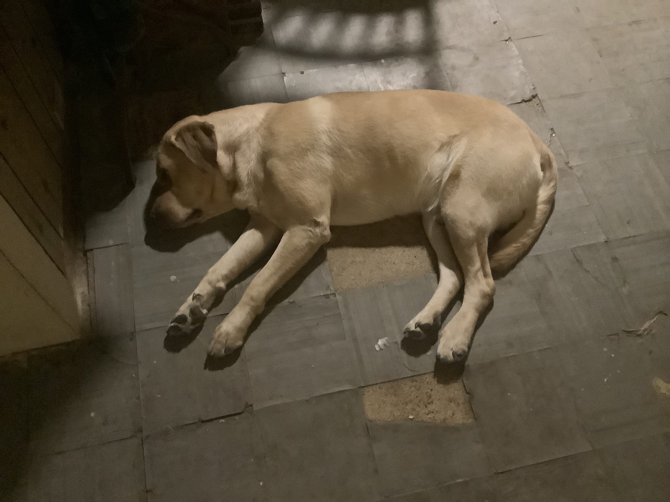 Roscoe lays on the floor