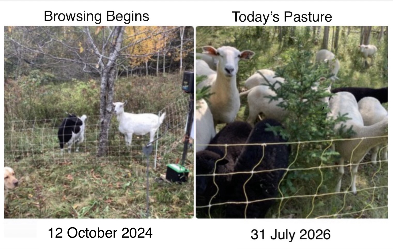 Bell Road Pasture
