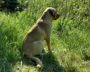 Roscoe sits on the Hillside contemplating this new day!