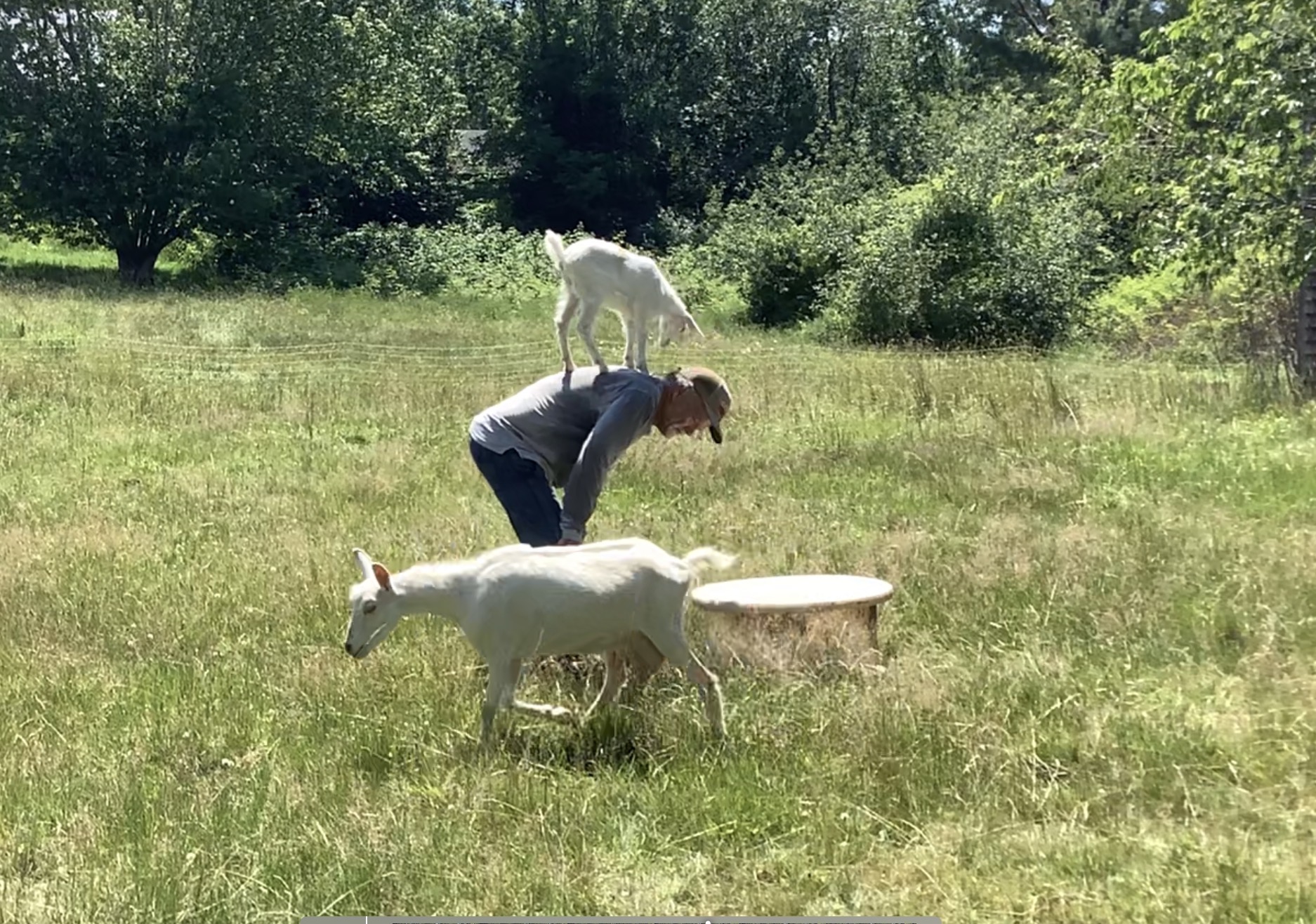 Circus Tricks with Briden Farm Goats