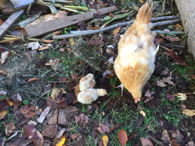 Chicky and Picky with Mother Hen