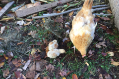 Chicky and Picky with Mother Hen