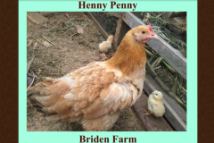 Henny Penny and Her Little Ones