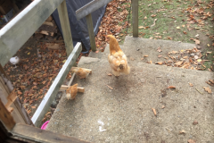 Mother Hen brings Her little ones for a Visit.