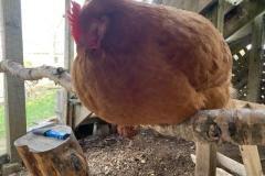 52A9FCD0-713F-4F58-A16D-854625332B13