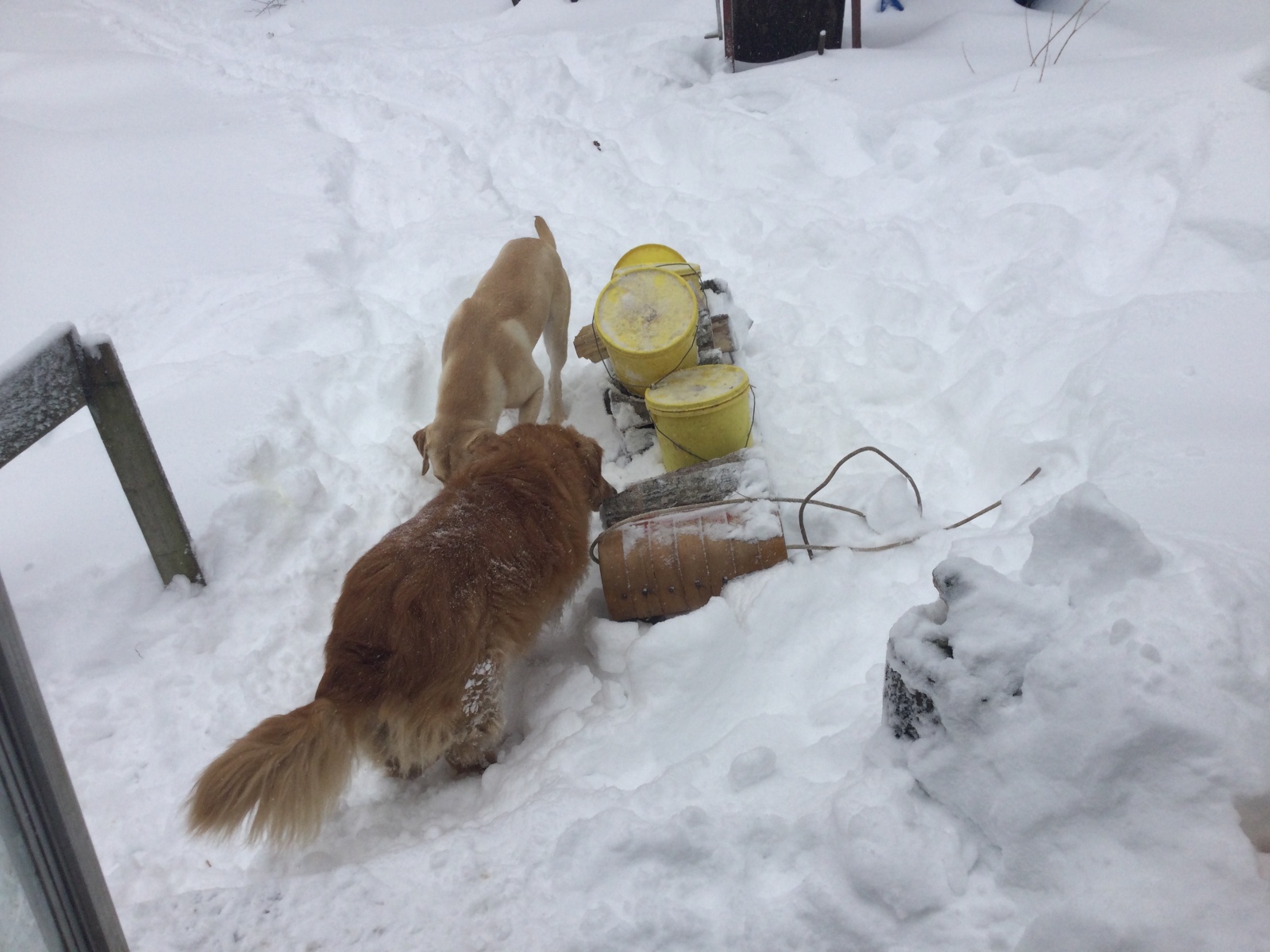 Dogs Helping With Chores